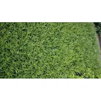GRDplanten 6x Stermaagdenpalm - Amsonia orientalis | pot 9 x 9 cm