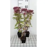 GRDplanten 6x Leverkruid - Eupatorium mac. 'Purple Bush' | 9x9 cm pot