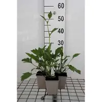 GRDplanten 6x Zonnehoed - Rudbeckia nitida 'Herbstsonne' | 9x9 cm pot
