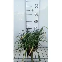 GRDplanten 6x Leliegras - Liriope spicata | 9x9 cm pot