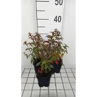 GRDplanten 6x Bellenplant - Fuchsia hybr. 'Madame Cornelissen' | 9x9 cm pot