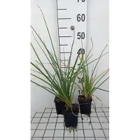 GRDplanten 6x Vuurpijl - Kniphofia uvaria 'Grandiflora' | 9x9 cm pot