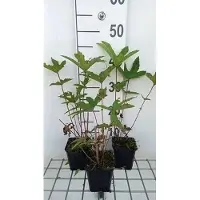 GRDplanten 6x Mourasspirea - Filipendula rub. 'Venusta' | 9x9 cm pot