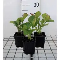 GRDplanten 6x Zonnehoed - Rudbeckia occ. 'Green Wizard' | 9x9 cm pot