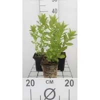 GRDplanten 6x Campanula - Campanule lactée. Loddon Anna' | 9x9 cm pot