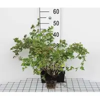 GRDplanten 12x Kleine Kransspirea , Dwerg Kransspirea - Stephanandra inc. 'Crispa' | 9x9 cm pot