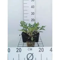 GRDplanten 6x Zonnehoed - Echinacea purp. J.s.roho' | pot 9 x 9 cm
