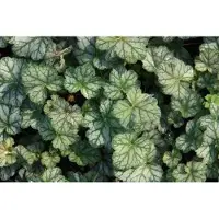 GRDplanten 6x Purperklokje - Heuchera hybr. 'Mint Frost' | 9x9 cm pot