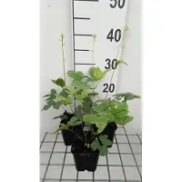 GRDplanten 6x Zilverkaars - Actaea pachypoda 'Misty Blue' | 9x9 cm pot