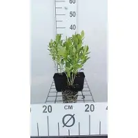 GRDplanten 6x Vuurwerkplant - Dictamnus alb. 'Albiflorus' | 9x9 cm pot