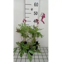 GRDplanten 6x Gebroken hartje - Dicentra form. Bacchanal' | 9x9 cm pot