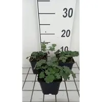 GRDplanten 6x Ooievaarsbek - Geranium sang. 'Apfelblüte' | 9x9 cm pot