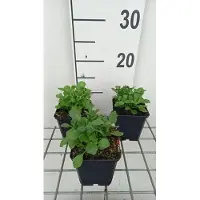GRDplanten 6x Blauwkussen - Aubrieta hybr. 'Whitewell Gem' | 9x9 cm pot
