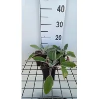GRDplanten 6x Ezelsoor - Stachys byz. 'Big Ears' ( 'helene v. stein') | 9x9 cm pot