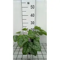 GRDplanten 6x Kaukasische vergeet-mij-nietje - Brunnera macr. 'Mr Morse' | 9x9 cm pot