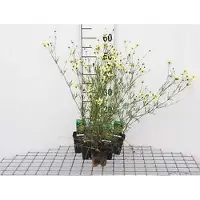 GRDplanten 6x Meisjesogen - Coreopsis vert. 'Moonbeam' | 9x9 cm pot