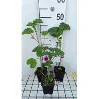 GRDplanten 6x Muskuskaasjeskruid - Malva sylv. 'Zebrina' | 9x9 cm pot