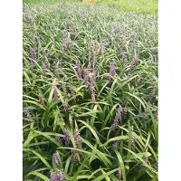 GRDplanten 6x Leliegras - Liriope musc. 'Evergreen Giant' | 9x9 cm pot