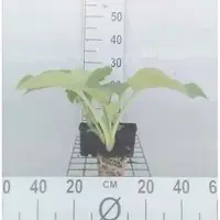 GRDplanten 6x Hartlelie - Hosta hybr. 'Blue Angel' | 9x9 cm pot