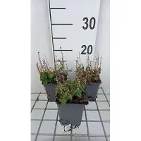 GRDplanten 6x Scutellaria incana var parviflora - Glidkruid 9 x 9 cm pot