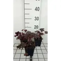 GRDplanten 6x Purperklokje - Heuchera hybr. 'Purple Petticoats' | 9x9 cm pot
