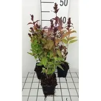 GRDplanten 6x Kattekruid - Nepeta subs. 'Laufen' | 9x9 cm pot