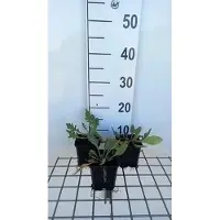 GRDplanten 6x Kokardebloem - Gaillardia hybr. 'Tokayer' | 9x9 cm pot