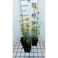 GRDplanten 6x Meisjesogen - Coreopsis vert. 'Grandiflora' | 9x9 cm pot
