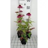 GRDplanten 6x Zonnehoed - Echinacea purp. Pow Wildberry' | 9x9 cm pot