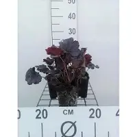 GRDplanten 6x Purperklokje - Heuchera hybr. 'Plum Pudding' | 9x9 cm pot