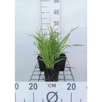GRDplanten 6x Daglelie - Hemerocallis hybr. 'Lemon Bells' | 9x9 cm pot