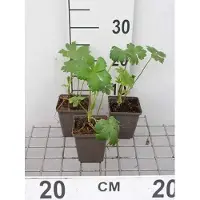 GRDplanten 6x Zeeuws knoopje - Astrantia maj. 'Shaggy' ( 'margery fish') | 9x9 cm pot