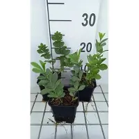 GRDplanten 6x Valse Indigo - Baptisia australis | 9x9 cm pot