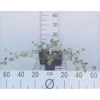 GRDplanten 6x Ooievaarsbek - Geranium hybr. 'Dilys' | 9x9 cm pot
