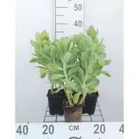GRDplanten 6x Sedum spect. 'Stardust'