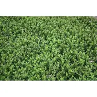 GRDplanten 6x Aster - Aster macrophyllus | 9x9 cm pot