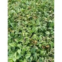 GRDplanten 6x Hartlelie - Hosta hybr. 'Fragrant Blue' | 9x9 cm pot
