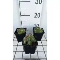 GRDplanten 6x Huislook - Sempervivum hybr. 'Jubilee' | 9x9 cm pot