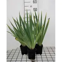 GRDplanten 6x Blauwogengras - Sisyrinchium striatum (lutescens) | 9x9 cm pot