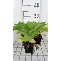 GRDplanten 6x Vingerhoedskruid - Digitalis hybr. Pam's Choice' | 9x9 cm pot