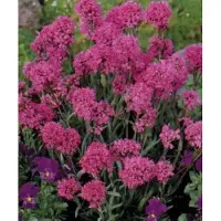 GRDplanten 6x Koekoeksbloem - Lychnis alpina ( viscaria alpina) | 9x9 cm pot