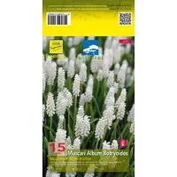 GRDplanten 6x Muscari - Muscari botryoides 'Album' | 9x9 cm pot