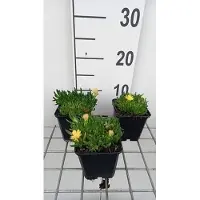 GRDplanten 6x Middagbloempje - Delosperma congestum 'Gold Nugget' | 9x9 cm pot