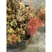 GRDplanten 6x Stekelnootje - Acaena micr. 'Kupferteppich' | 9x9 cm pot