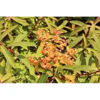 GRDplanten 6x Wolfsmelk - Euphorbia griffithii 'Dixter' | 9x9 cm pot