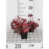 GRDplanten 6x Damastbloem - Heuchera hybr. 'Autumn Leaves' | 9x9 cm pot