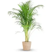 Green Boutiq - Kamerplant - Goudpalm - Dypsis Lutescens Areca - Groen - Weinig onderhoud - 1 Plant - met Mand - Pot 21cm - Hoogte 90 - 100cm