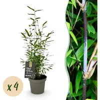 Green Boutiq - Bamboe - Fargesia Black Dragon - Groen - 4 Planten - Bladhoudend - Niet Woekerend- Pot 14cm Hoogte 35cm