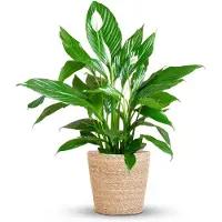Green Boutiq - Kamerplant - Lepelplant - Spathiphyllum - Wit - Weinig onderhoud - 1 Plant - met Mand - Pot 21cm - Hoogte 70 - 80cm