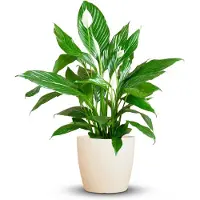 Green Boutiq - Kamerplant - Lepelplant - Spathiphyllum - Wit - Weinig onderhoud - 1 Plant - met Potter Wit - Pot 21cm - Hoogte 70 - 80cm